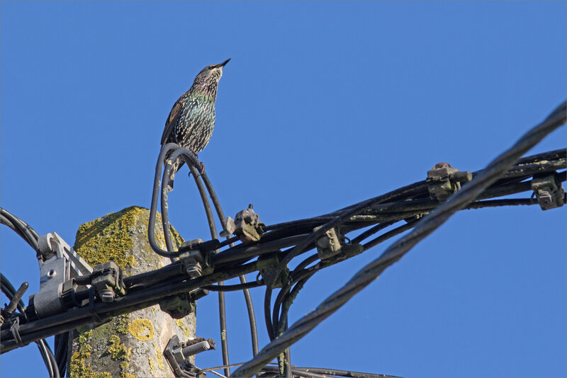 ville oiseau etourneau réception 2 180917