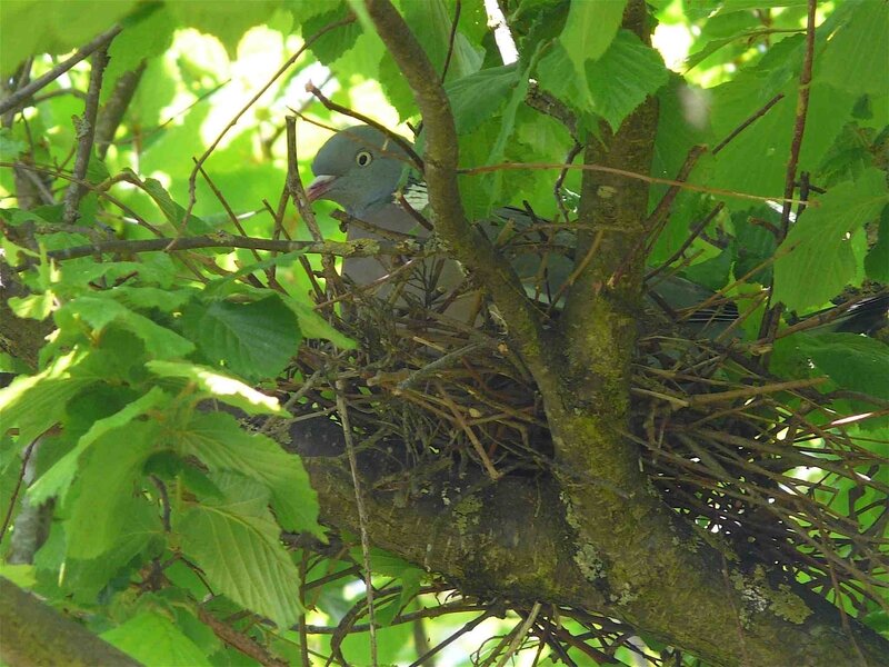 pigeon-ramier-au-nid