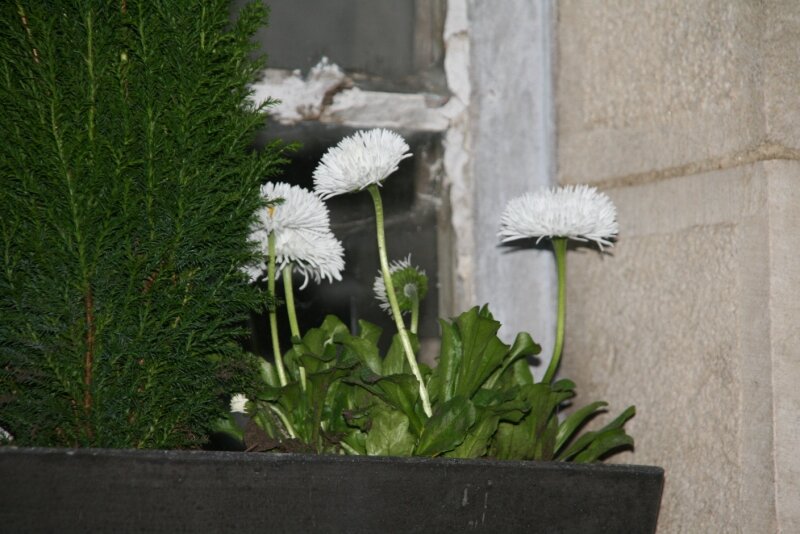 marguerites