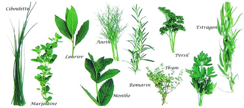 Plantes aromatiques