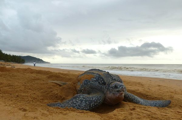 Dermochelys coriacea