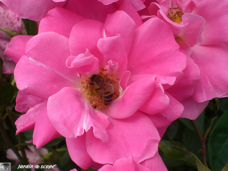 Rosier 'Offranville' (Photo juin 2009)
