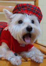 westie d'ecosse2
