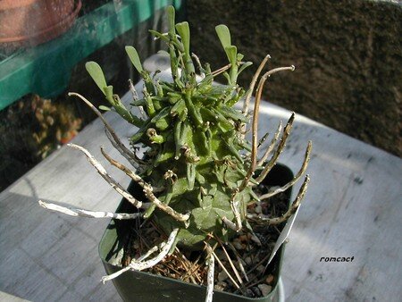 Euphorbia_fasciculata