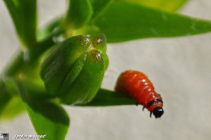 Larve_criocere_Lilioceris_lilii