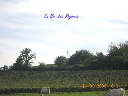 charolaises_et_vignoble