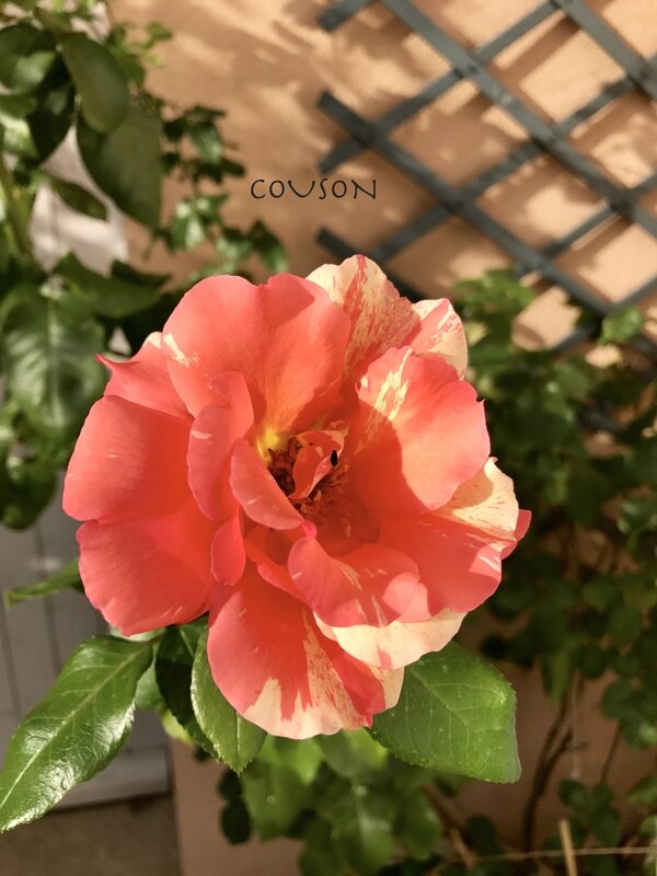 FullSizeRender-834