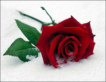 single-rose-snow-red