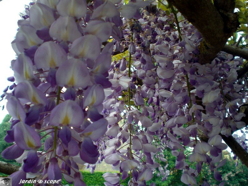 Glycine du Japon mauve