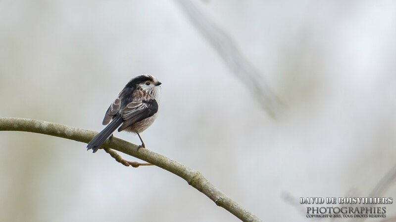 Mésange à longue queue (Aegithalos caudatus)