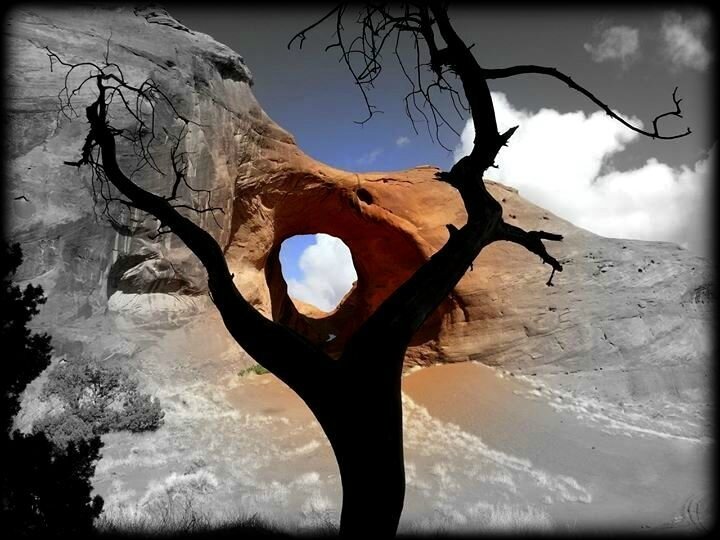 arbre2,