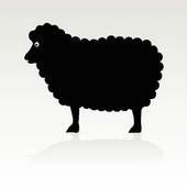 mouton noir