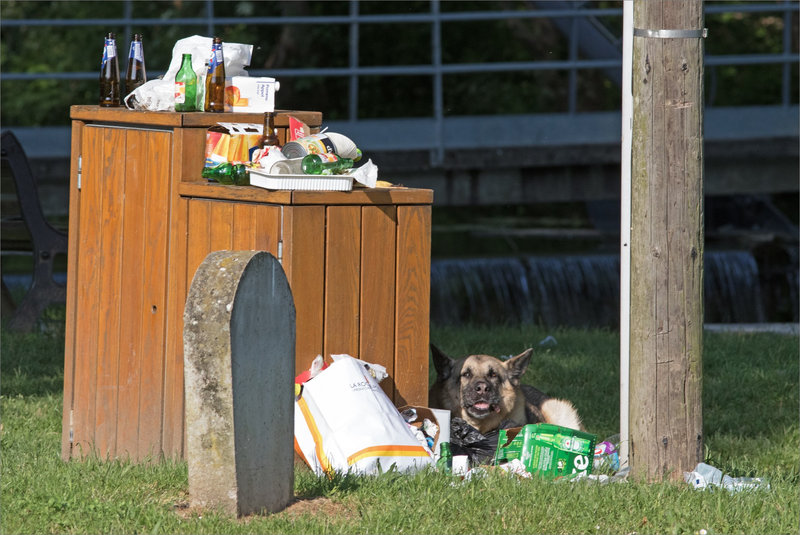 ville chien poubelle 0 matin 210518