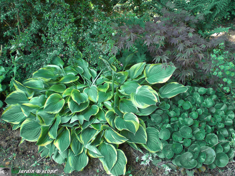 Mixed-border de feuillages verts
