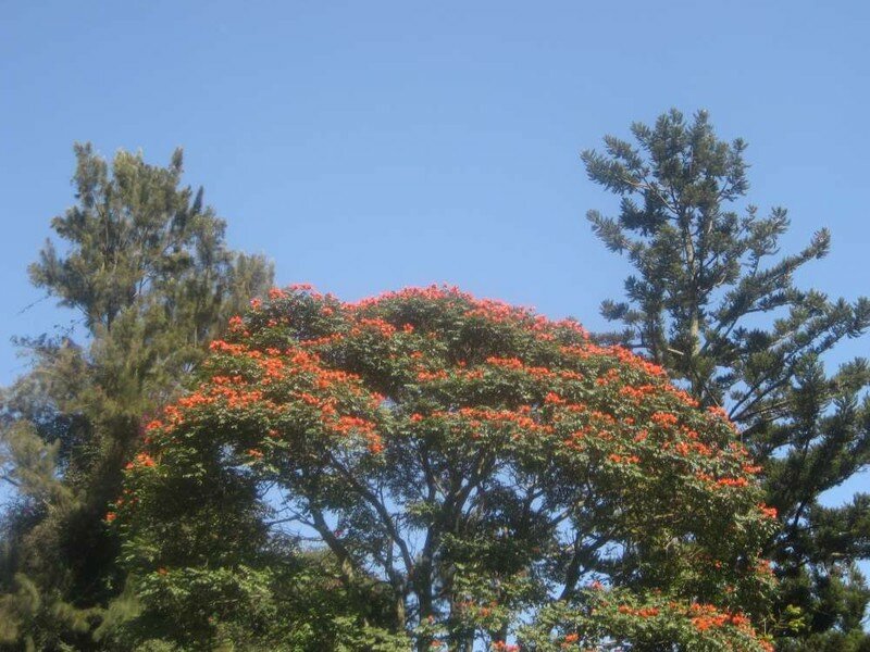Un arbre... au Sud Kivu