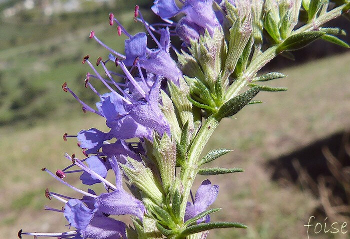 bractées mutiques, calice glabre à tube long de 4-5 mm