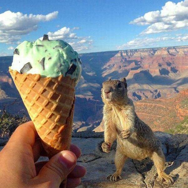Marmotte et glace