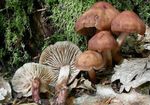 Collybie___pied_en_fuseau3