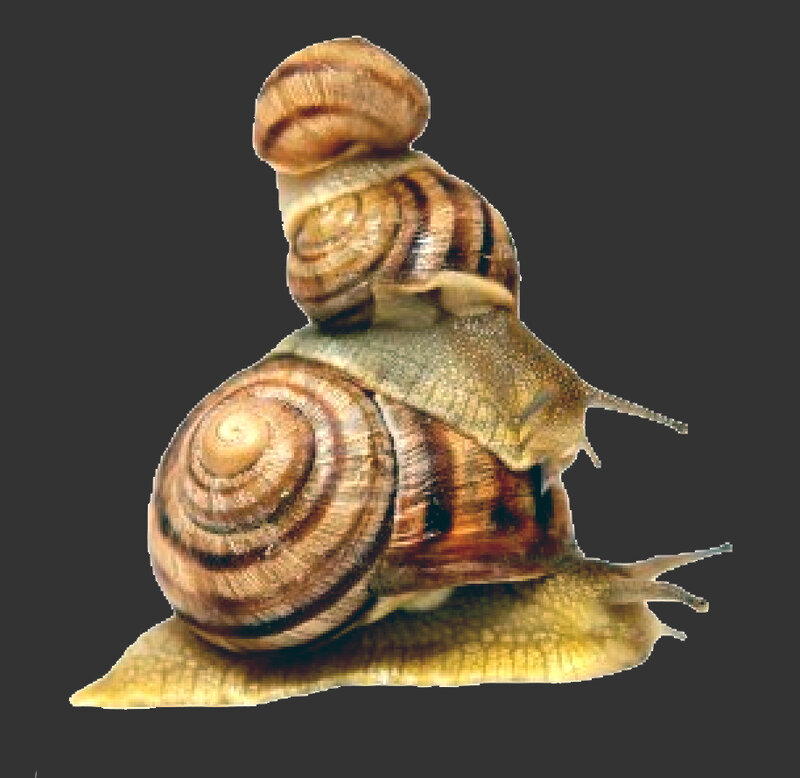 escargot_76