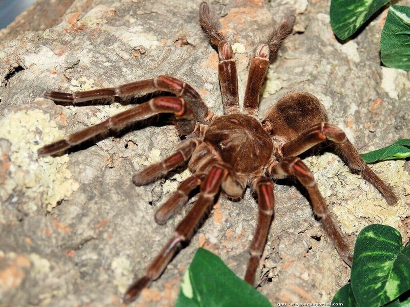 theraphosa-blondi