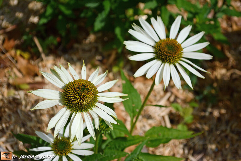 Echinacea-purpurea-Virgin-2