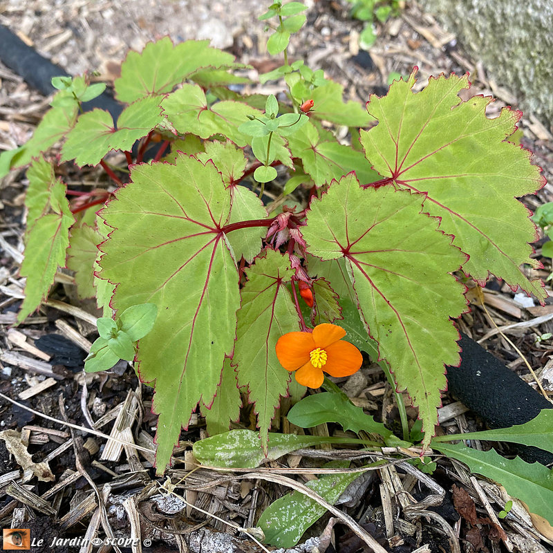 Begonia Sutherlandii