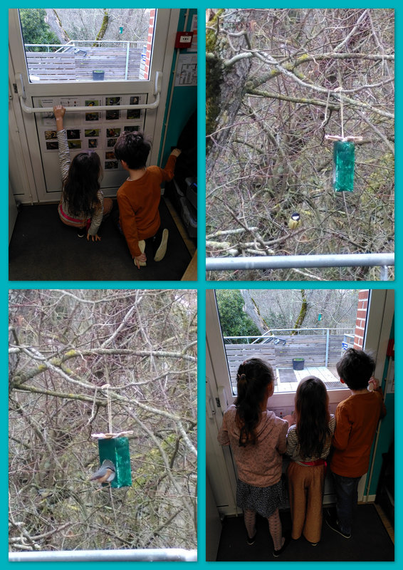 observation oiseaux