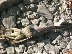 serpent