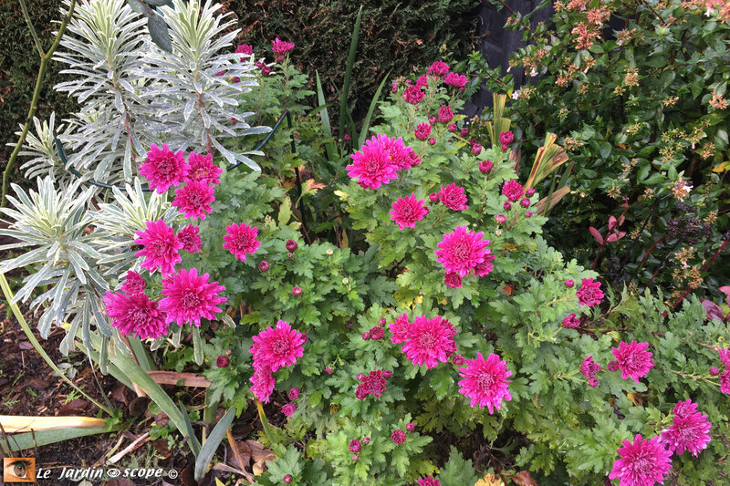 Chrysanthème-et-Euphorbe-panachée