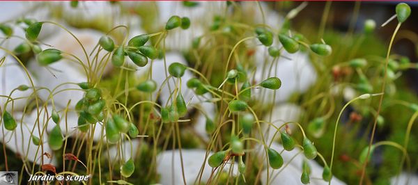 Funaria hygrometrica