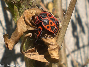 Pyrrhocoris_apterus