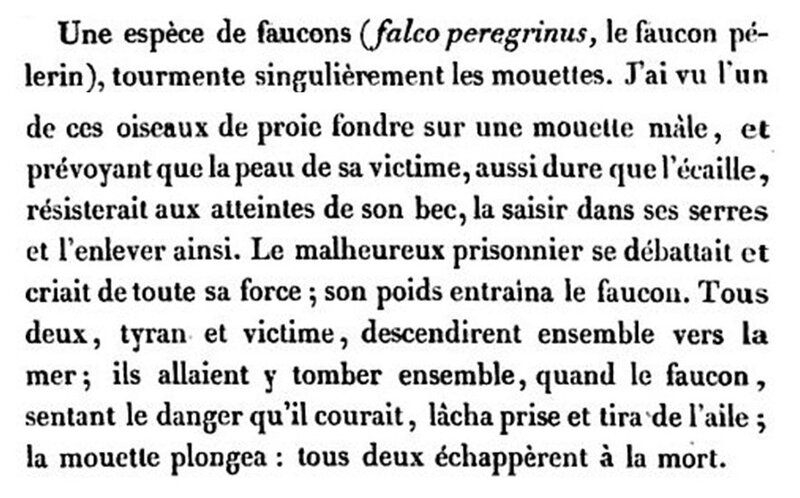 Revue Britanique_Faucon_P89_90