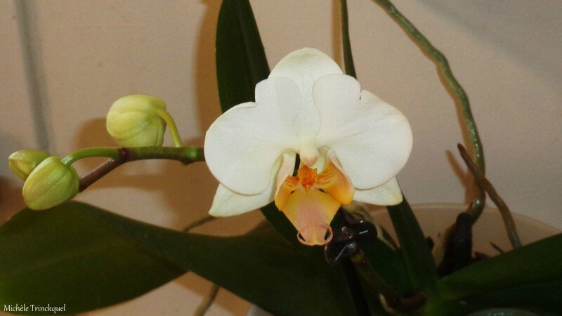 Orchidée blanche 1702162