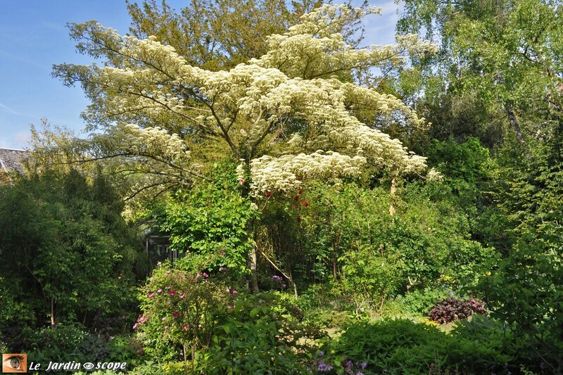 0011-Cornus-controversa-Variegata
