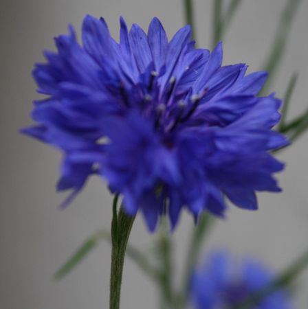 fleur_bleue