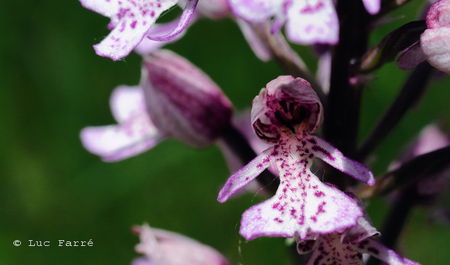 Orchis_pourpre_01