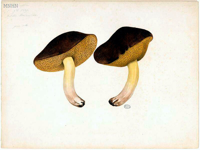 Boletus bovinus Lin