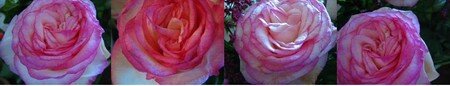 roses_boulang_res