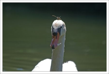 Cygne_libellule_tete_Charente_3