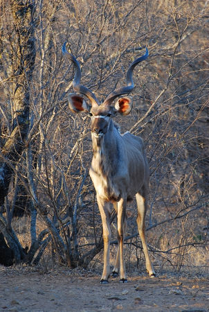 Grand_koudou_m_le__parc_Kruger__Afrique_du_Sud__3_