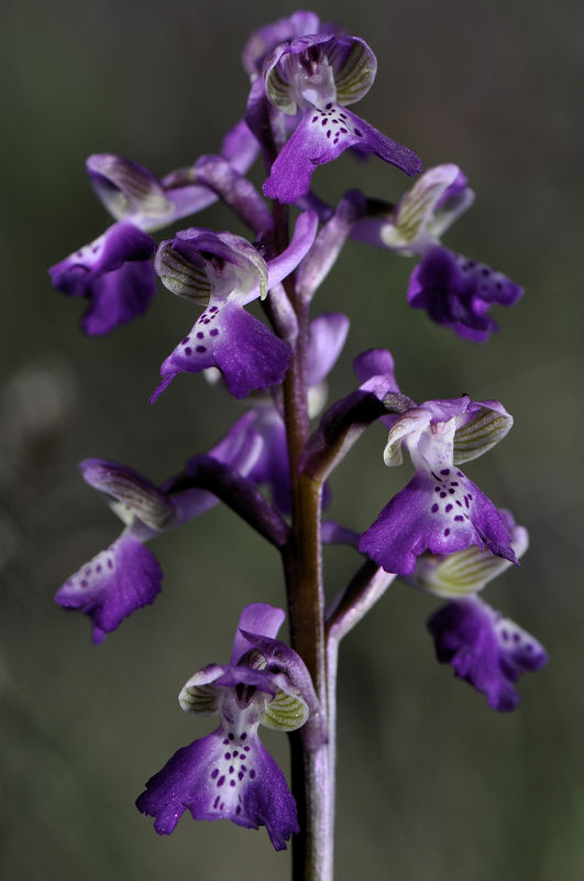 _DSC0244_Anacamptis_picta_2