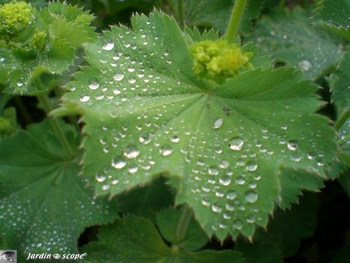Alchemilla mollis