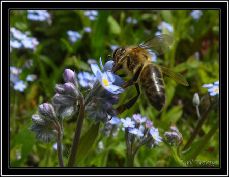 2010_06_01_Une_abeille_sur_une_fleur_de_Myosotis