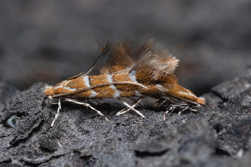Cameraria_ohridella_mating