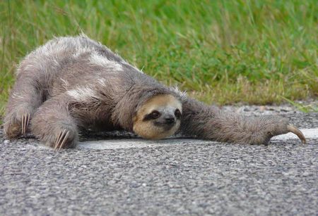 Bradypus tridactylus