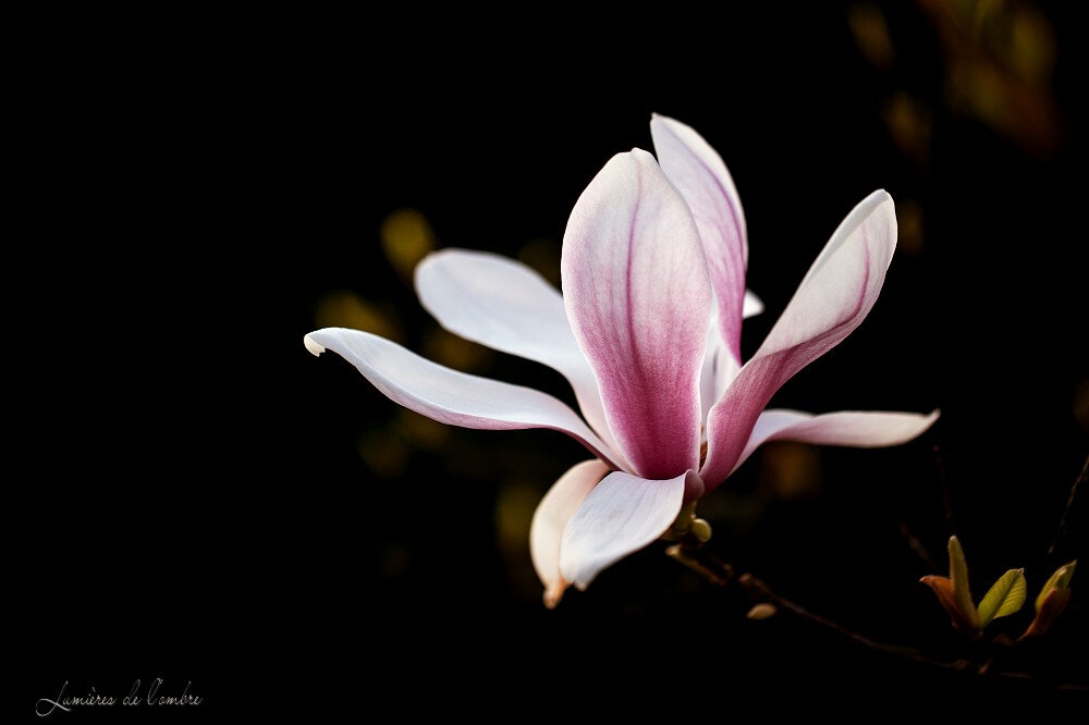 5wb_Magnolia_20200318_5647