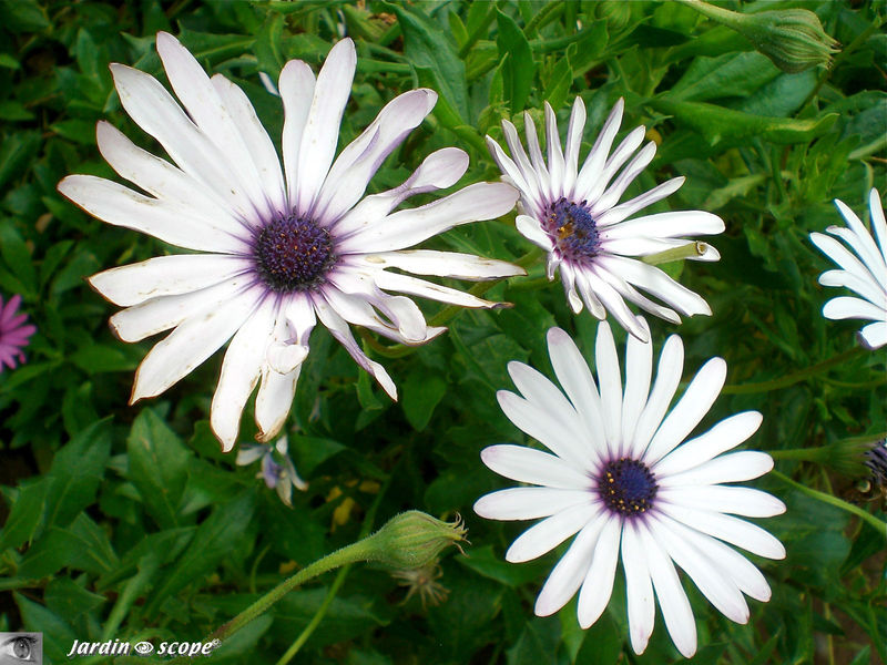 8743-Aster-sp