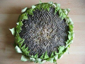 tournesol