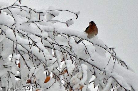 Pinson sous la neige