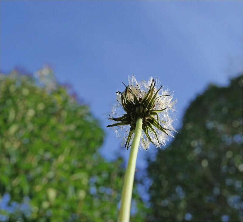 fleur pissenlit 281219